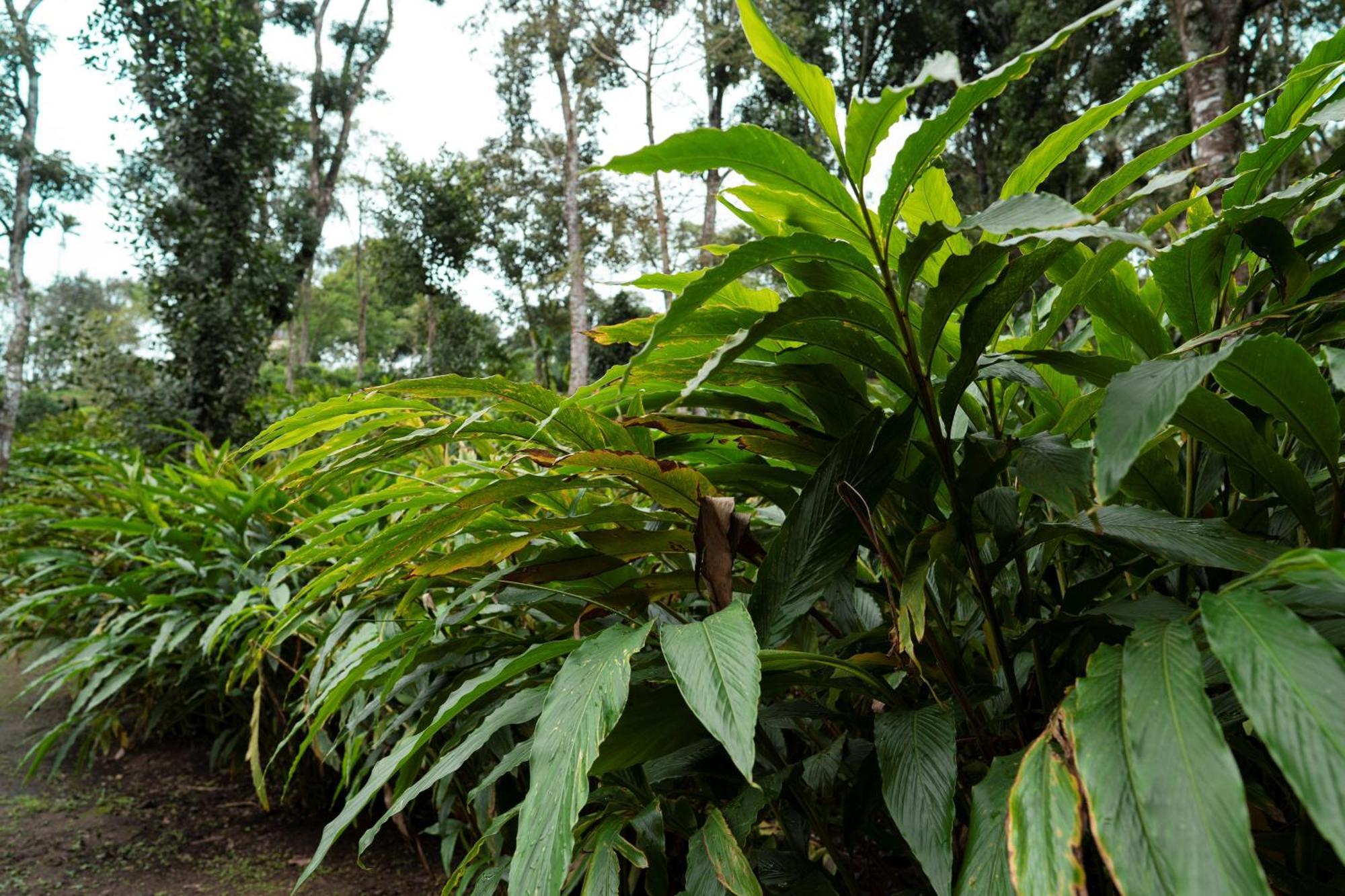 Carmelia Haven Resort Thekkady Esterno foto